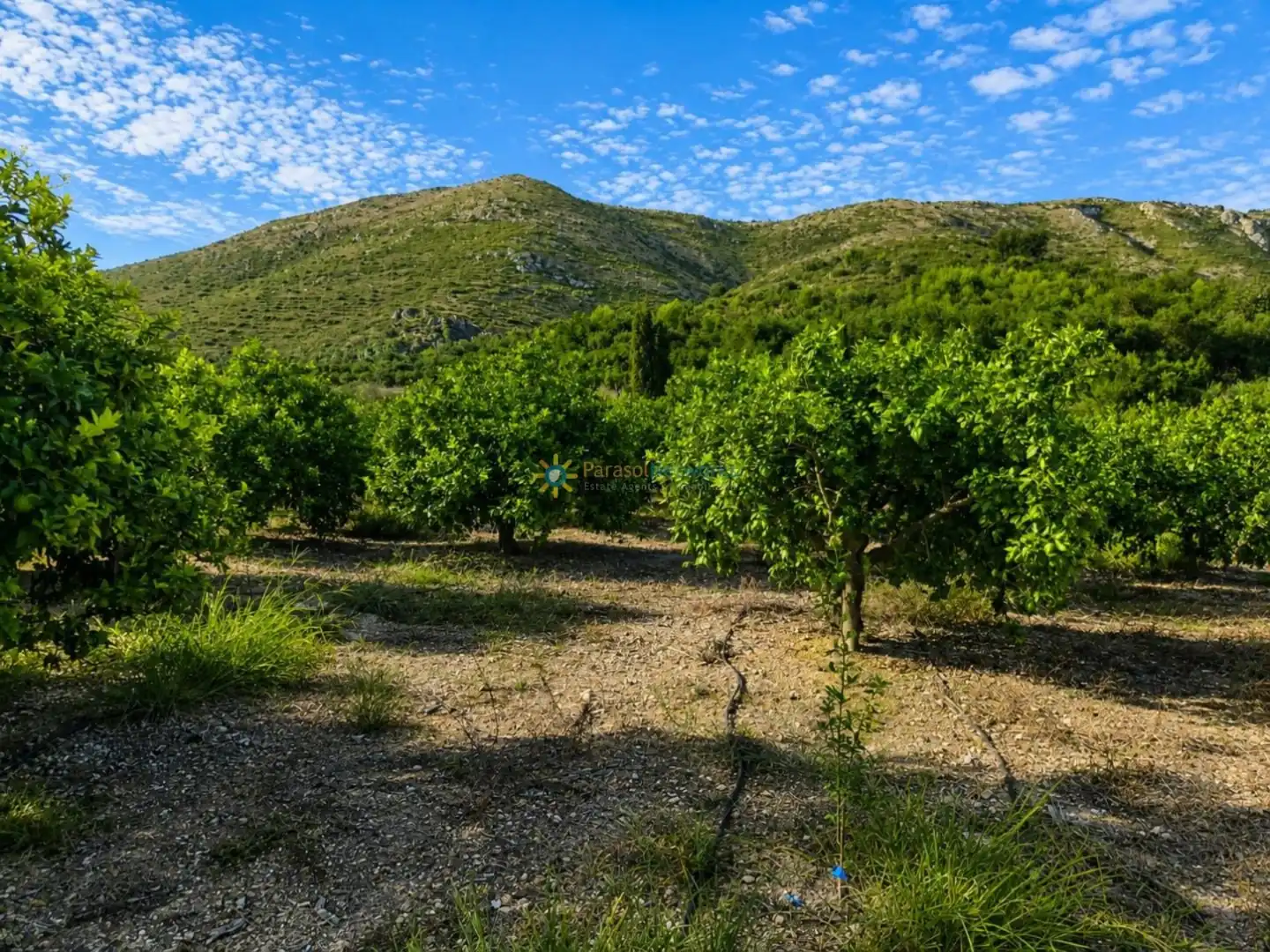 Rural land for sale in Pego, imagen 2