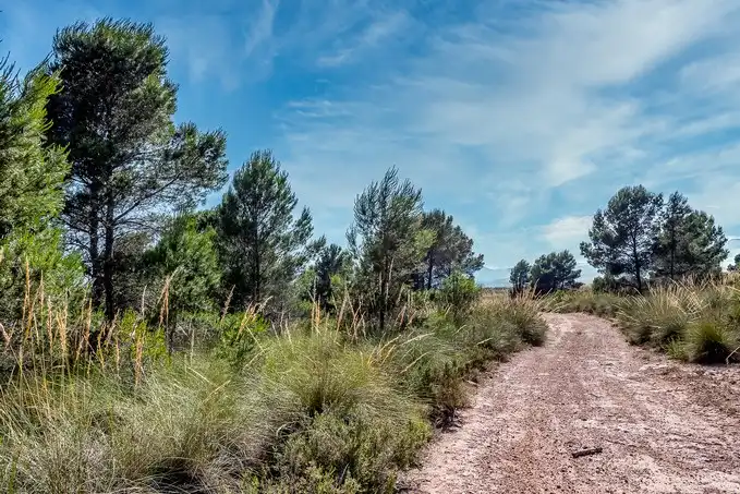Rustikales Grundstück zum Verkauf in Paraje Fuente del Peral y Rincón del Majariego, Plg 6-7, imagen 8