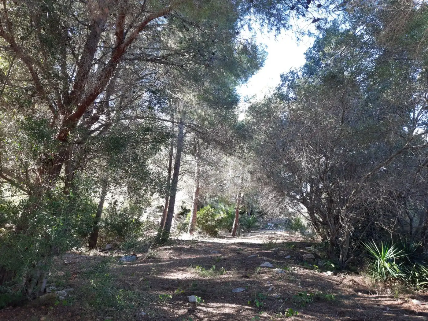Grundstücke und Bauplätze zum Verkauf in El Montgó, imagen 13