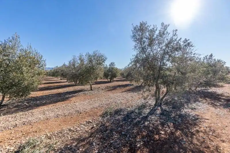 Casa rústica en venda a PAGO CORTIJO DE LAS MONJAS POLIGONO 1 PARCELA 193, imagen 37