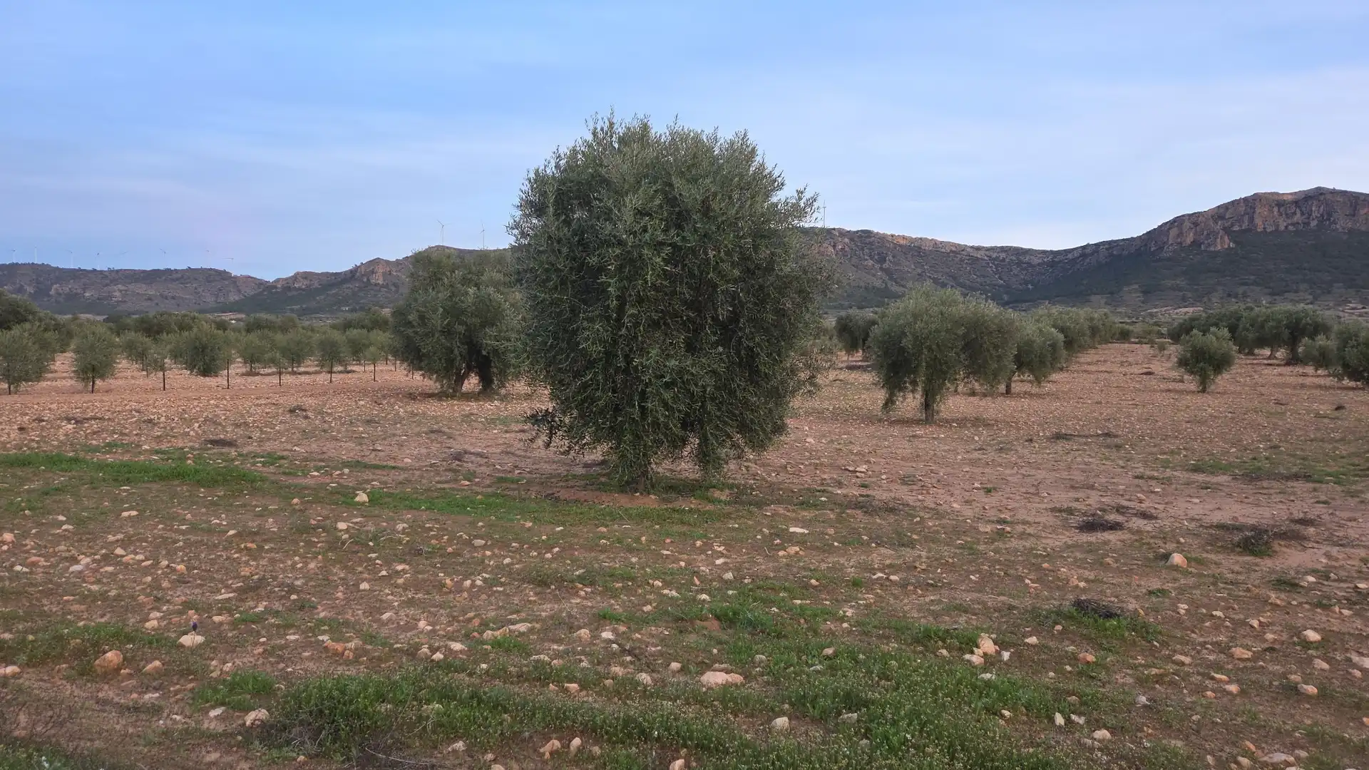 Terreny residencial en venda a Jumilla, imagen 2