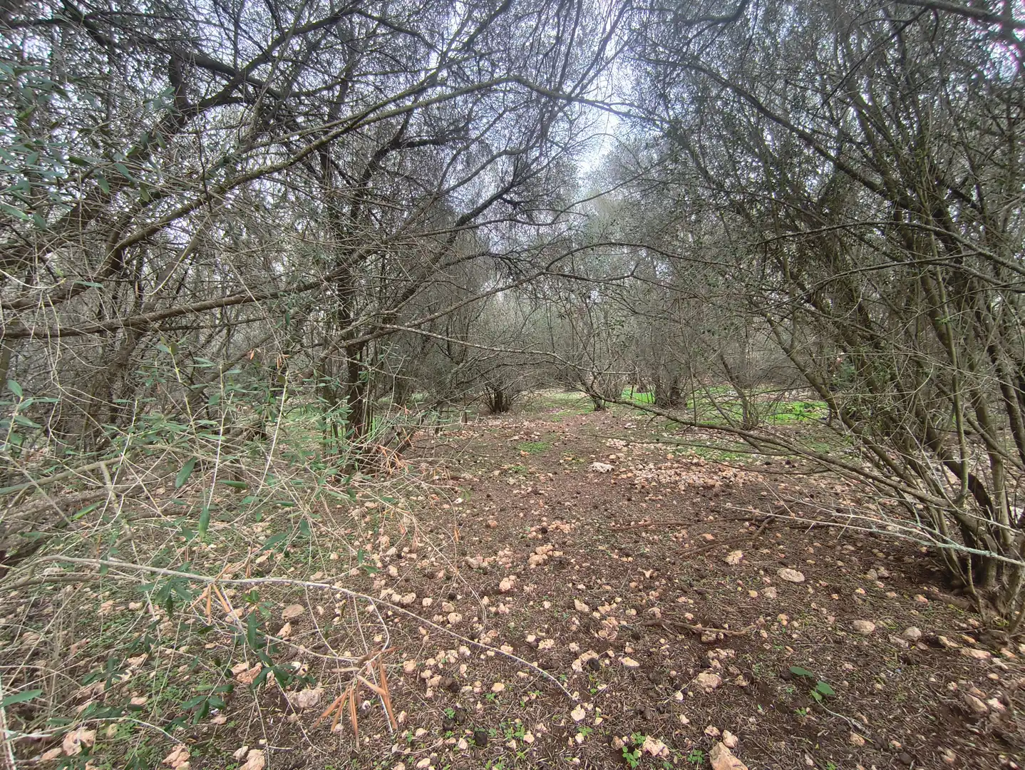 Rural land for sale in Ariany, imagen 21