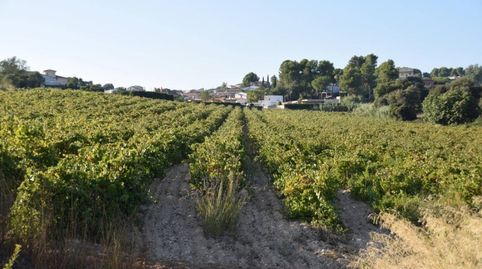VINYA EN VENDA AMB POSSIBILITAT DEDIFICAR, immagine 2