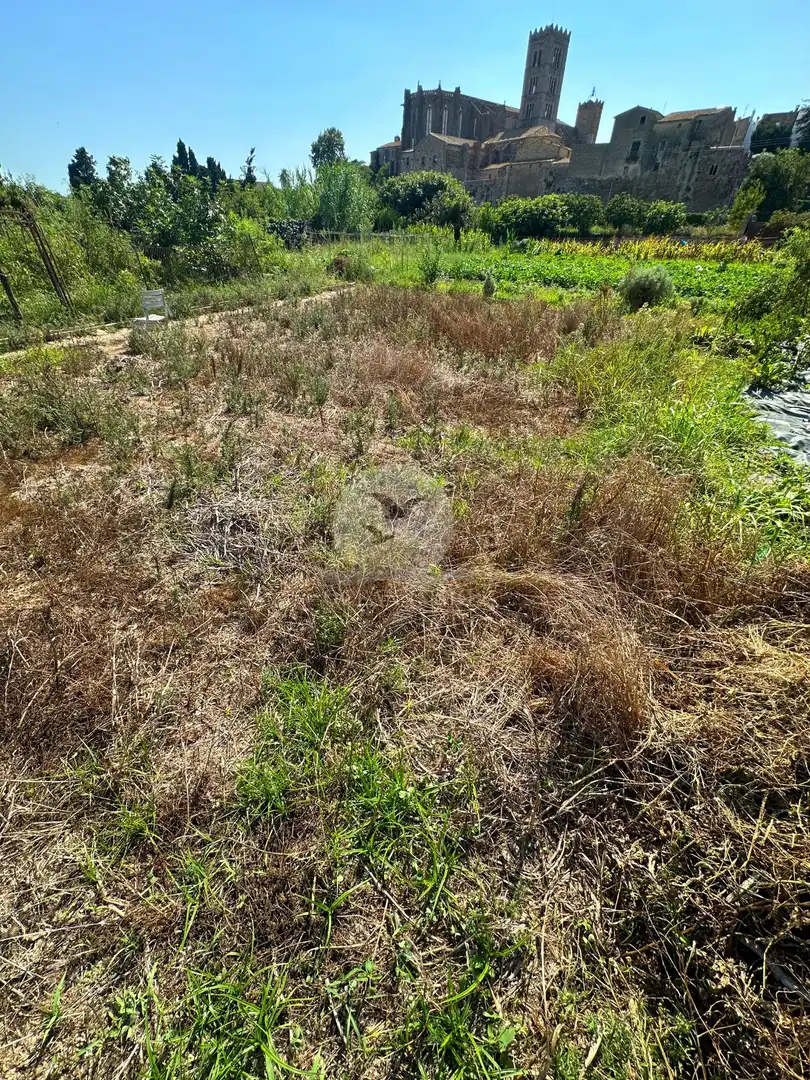 Terreno rustico in vendita a Castelló d'Empúries, imagen 4