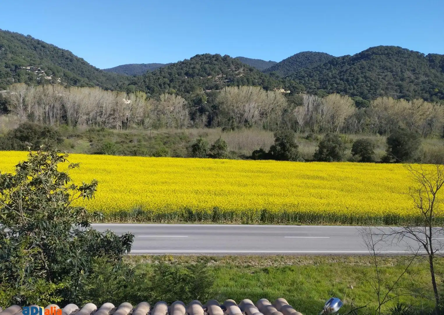 Vista exterior de Finca rústica en venta en Massanes