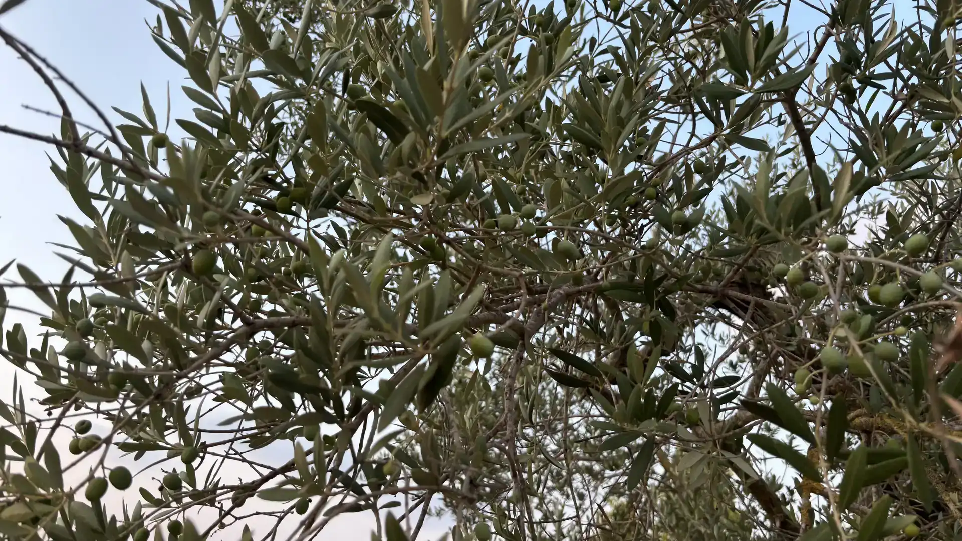 Jardí de Finca rústica en venda en La Fatarella amb Jardí privat