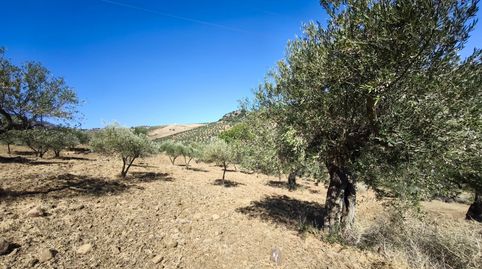 OLIVAR EN VENTA CON VISTAS ESPECTACULARES, immagine 2