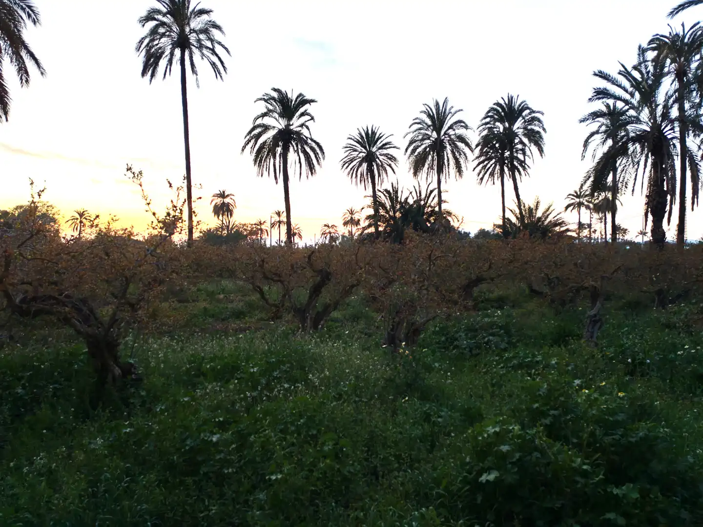Casa adosada en venda en Elche / Elx amb Jardí privat, Terrassa i Traster