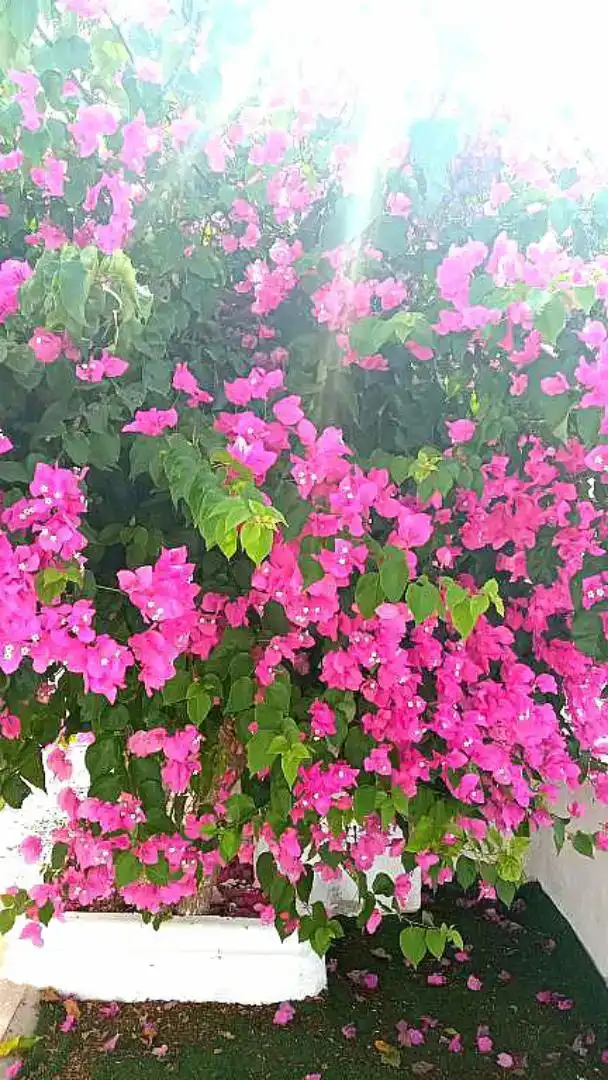 Garden of Houses for rent in La Soledad