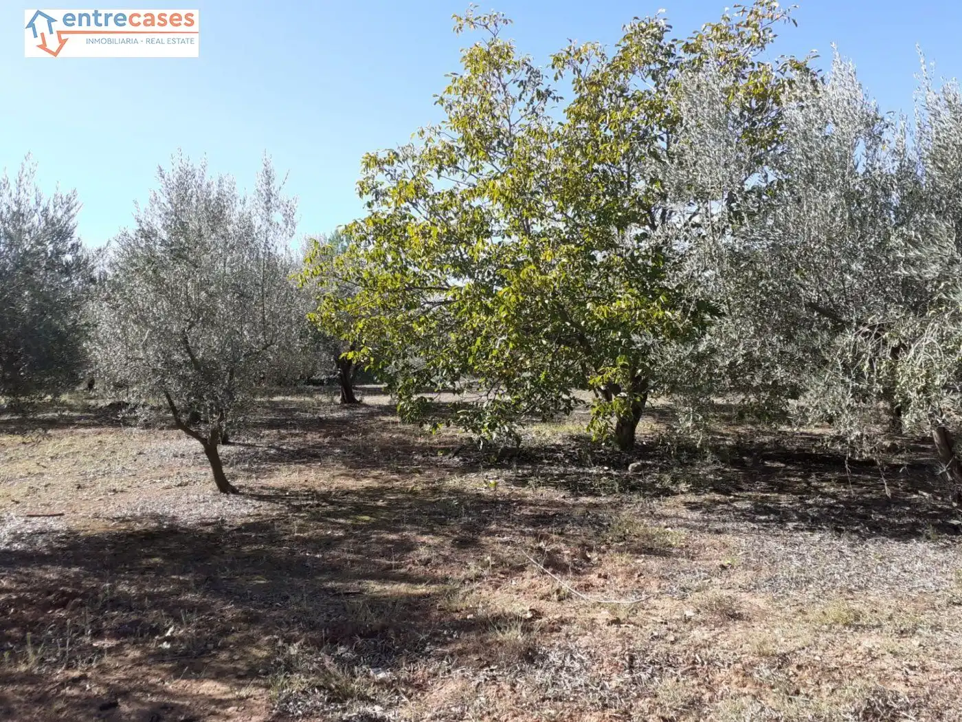Terreno rustico in vendita a Segorbe, imagen 12