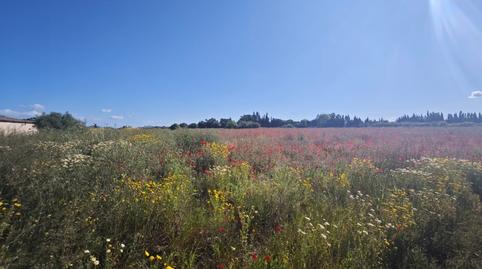 Foto 4 de Finca rústica en venda a Calle Poligono 4, Llubí, Illes Balears