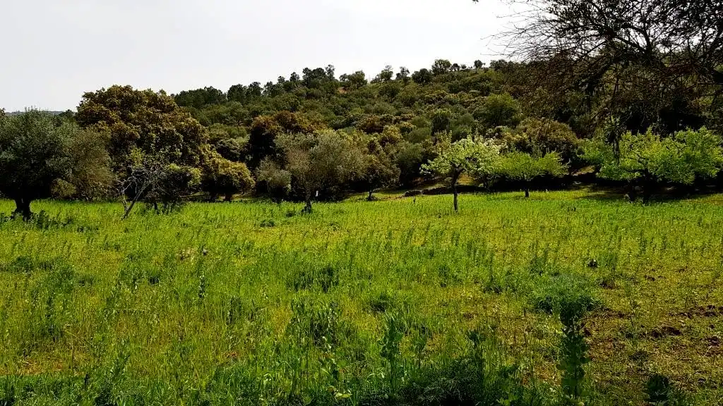 Terrenos y solares en venta en Extramuros Diseminados 5, imagen 26