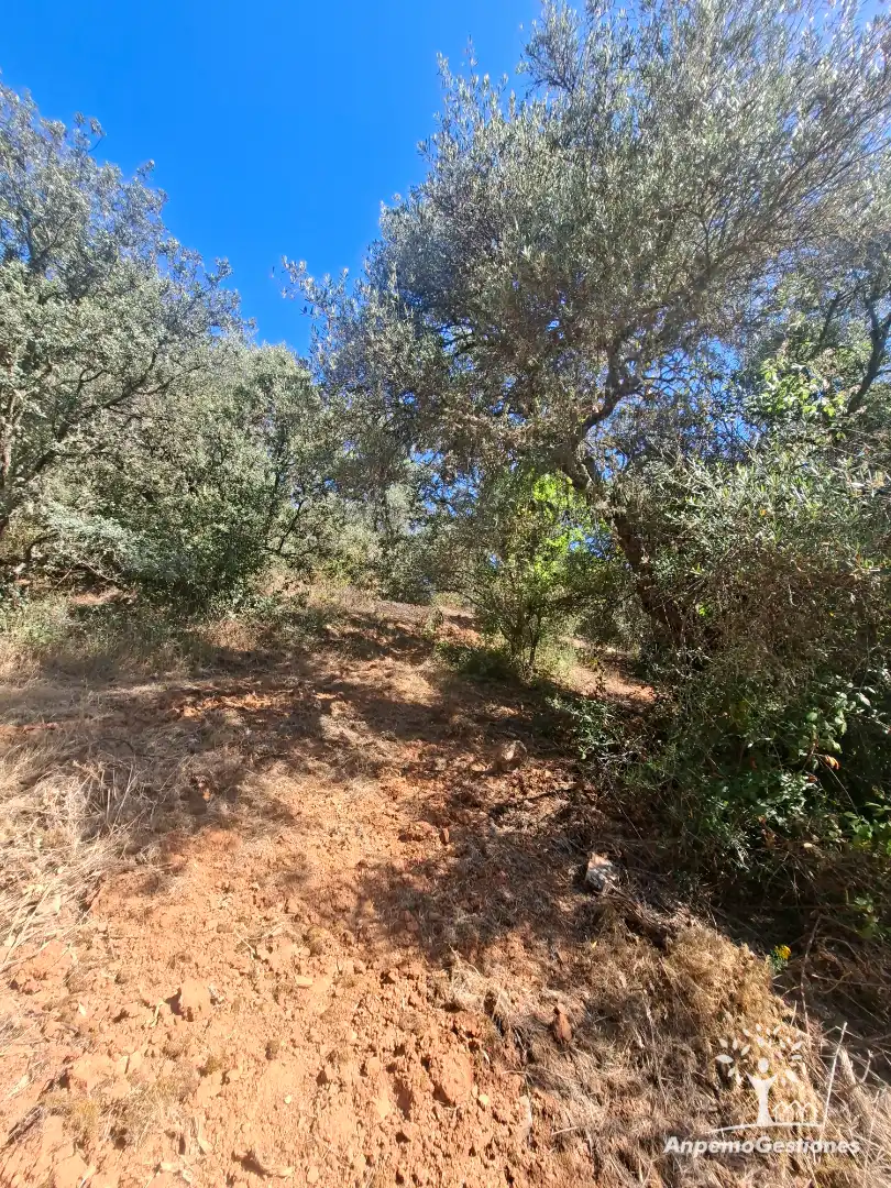 Land for sale in Las Navas de la Concepción