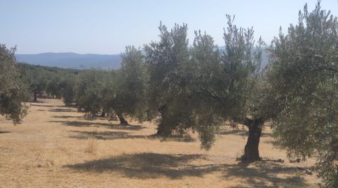 Foto 3 de Terreny en venda a Baena, Córdoba