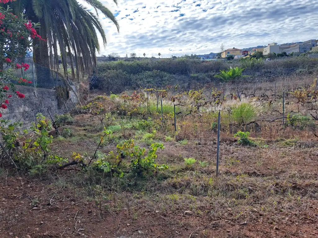 Rural land for sale in El Sauzal, imagen 3