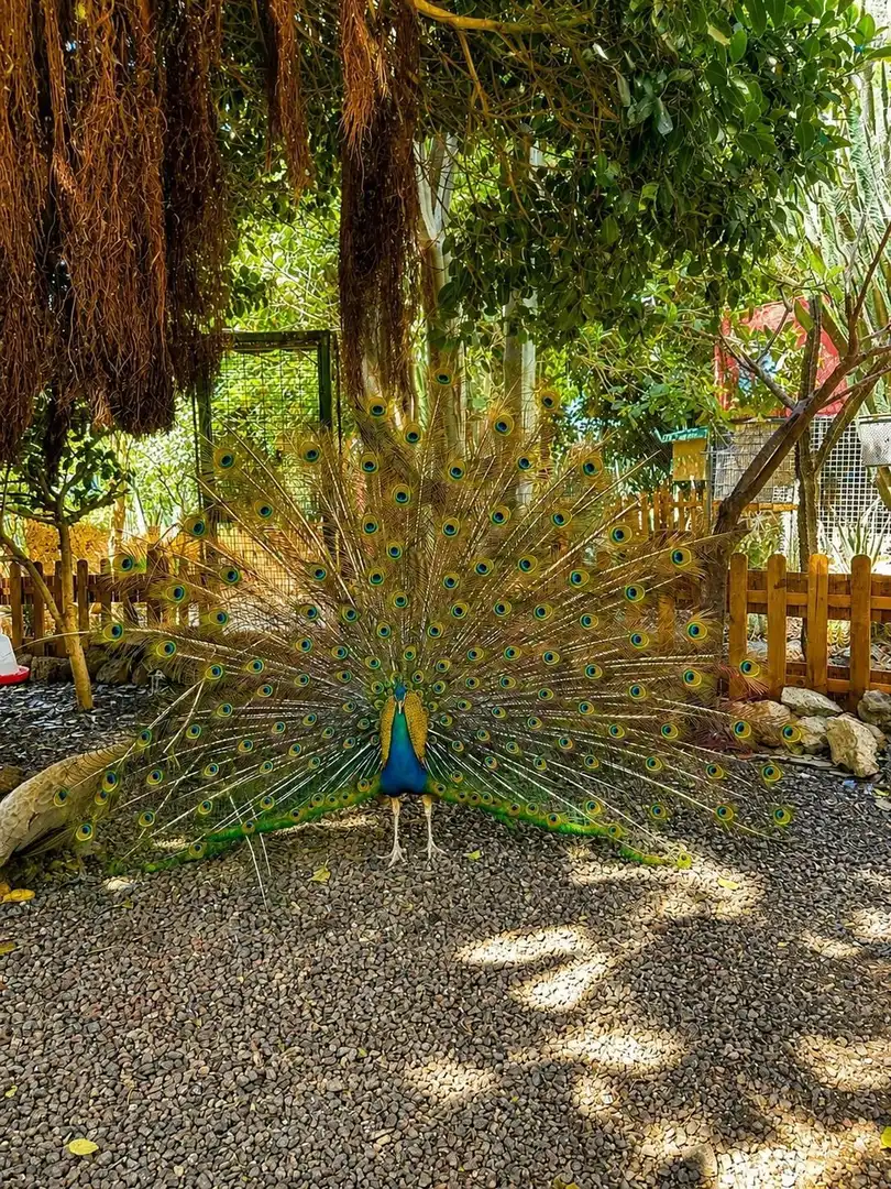 Jardí de Casa o xalet en venda en San Miguel de Abona amb Jardí privat, Traster i Piscina