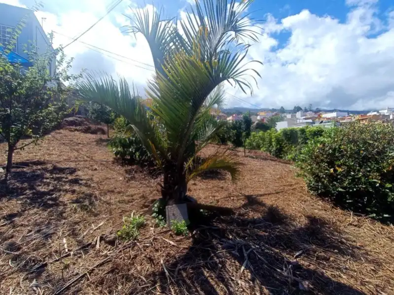 Houses for rent in TF21, -1, Centro