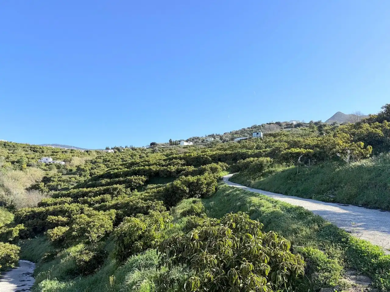 Land for sale in Canillas de Albaida