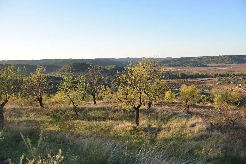 Terreny rústic en venda a Caseres, imagen 4