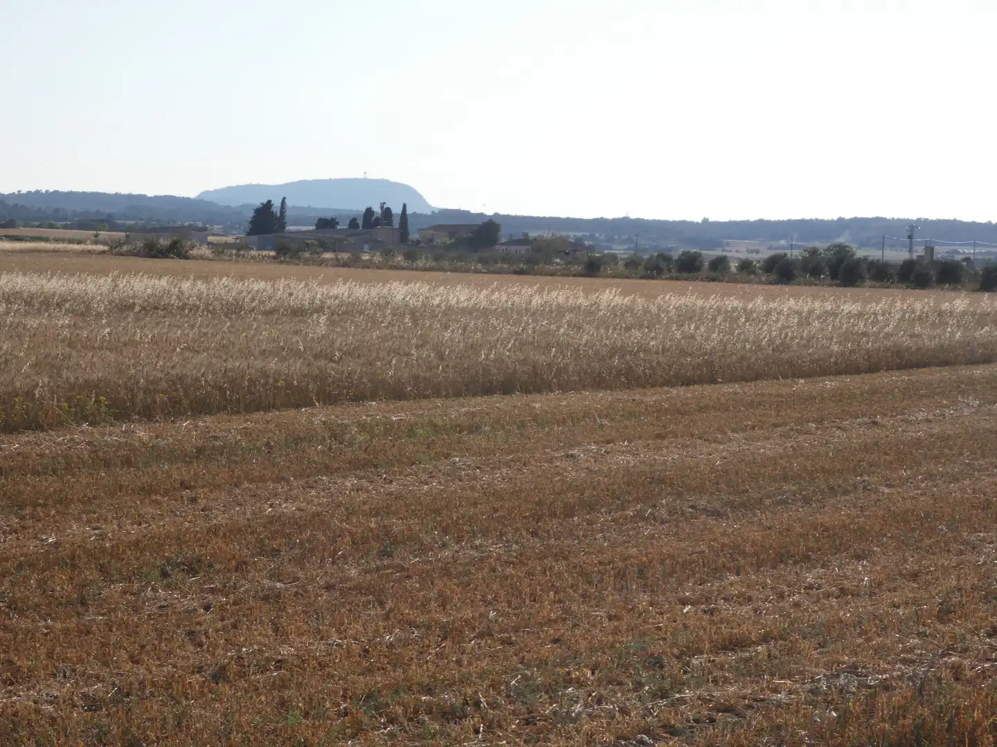 Terreno rustico in vendita a Vilafranca de Bonany