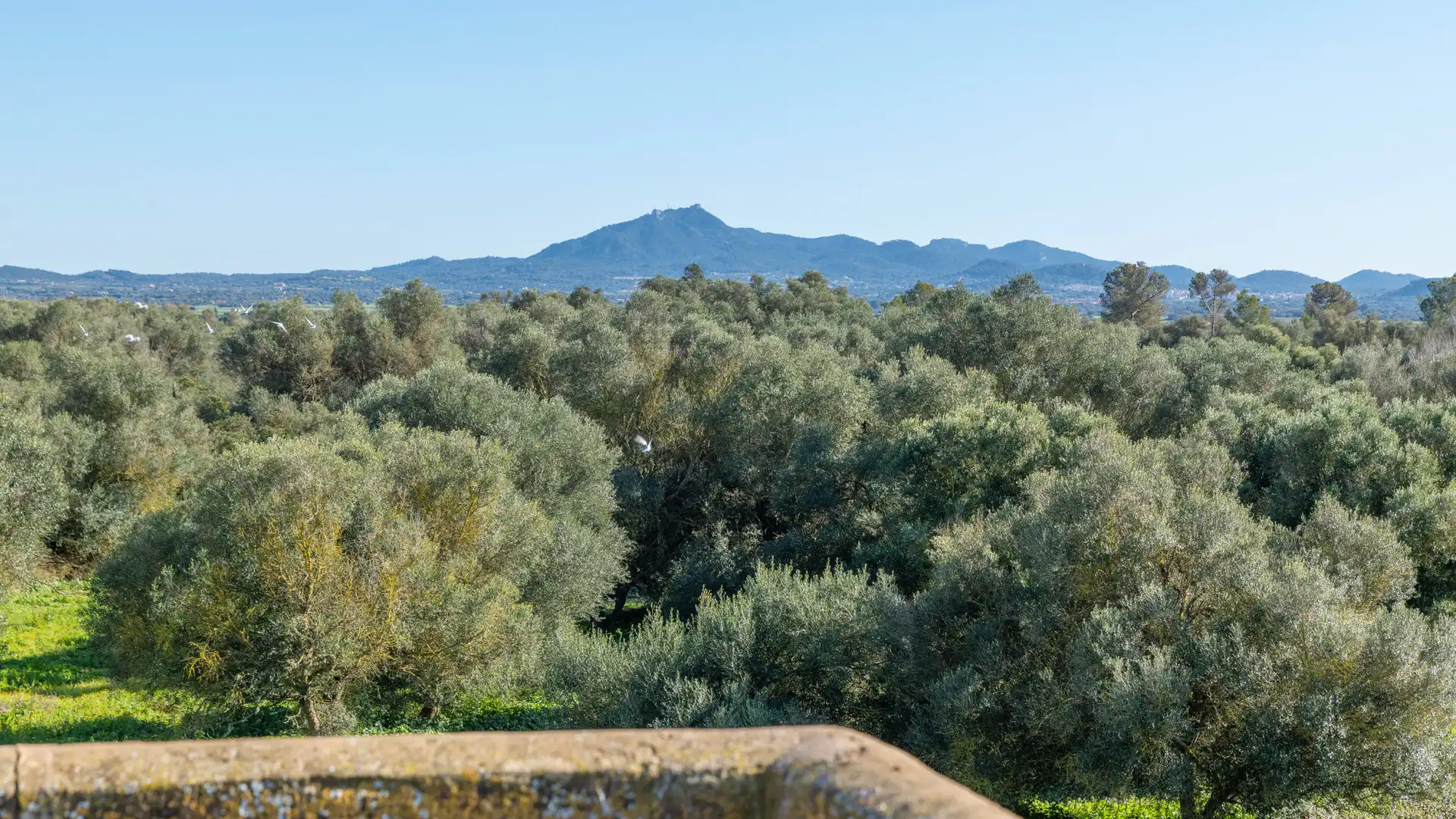Finca rústica en venta en Vilafranca de Bonany con Terraza, Trastero y Balcón