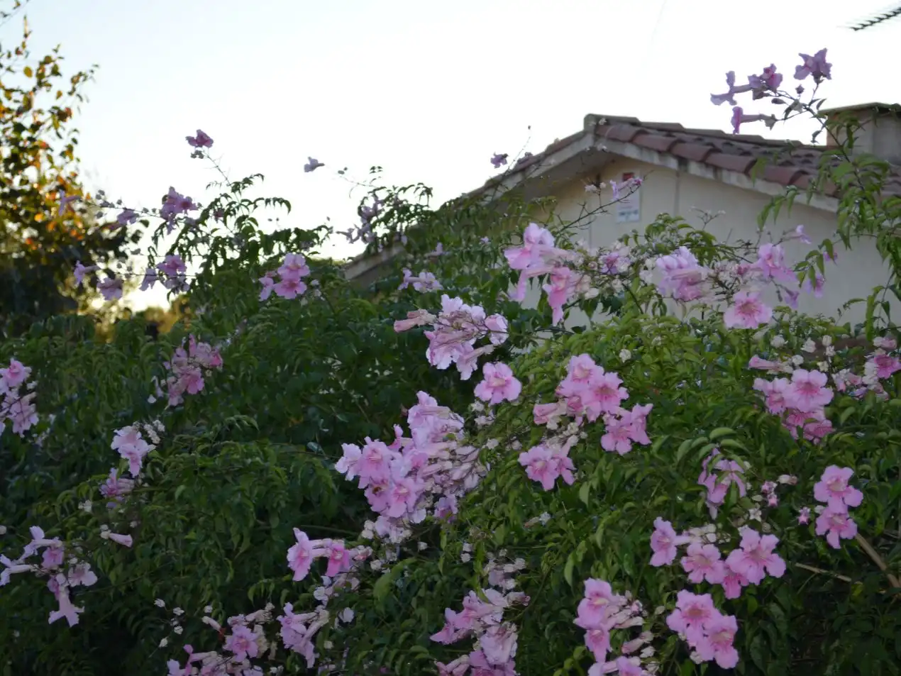 House with garden for sale in Carrer Enric Morera 21, imagen 38