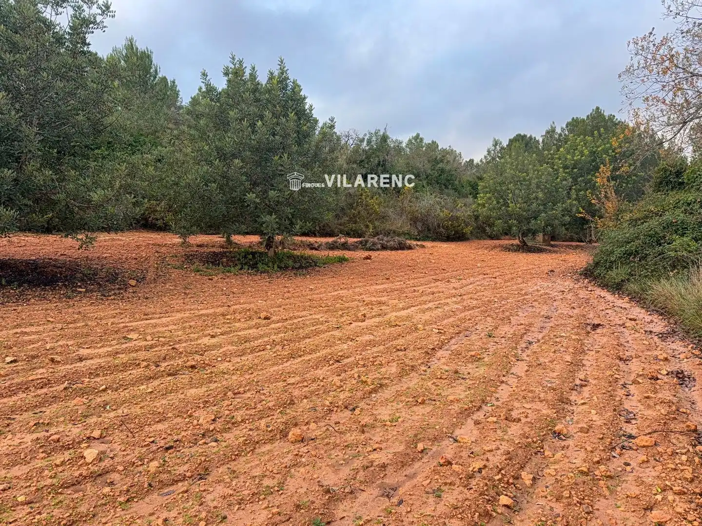 Terrain rustique à vendre à Vallmoll, imagen 10
