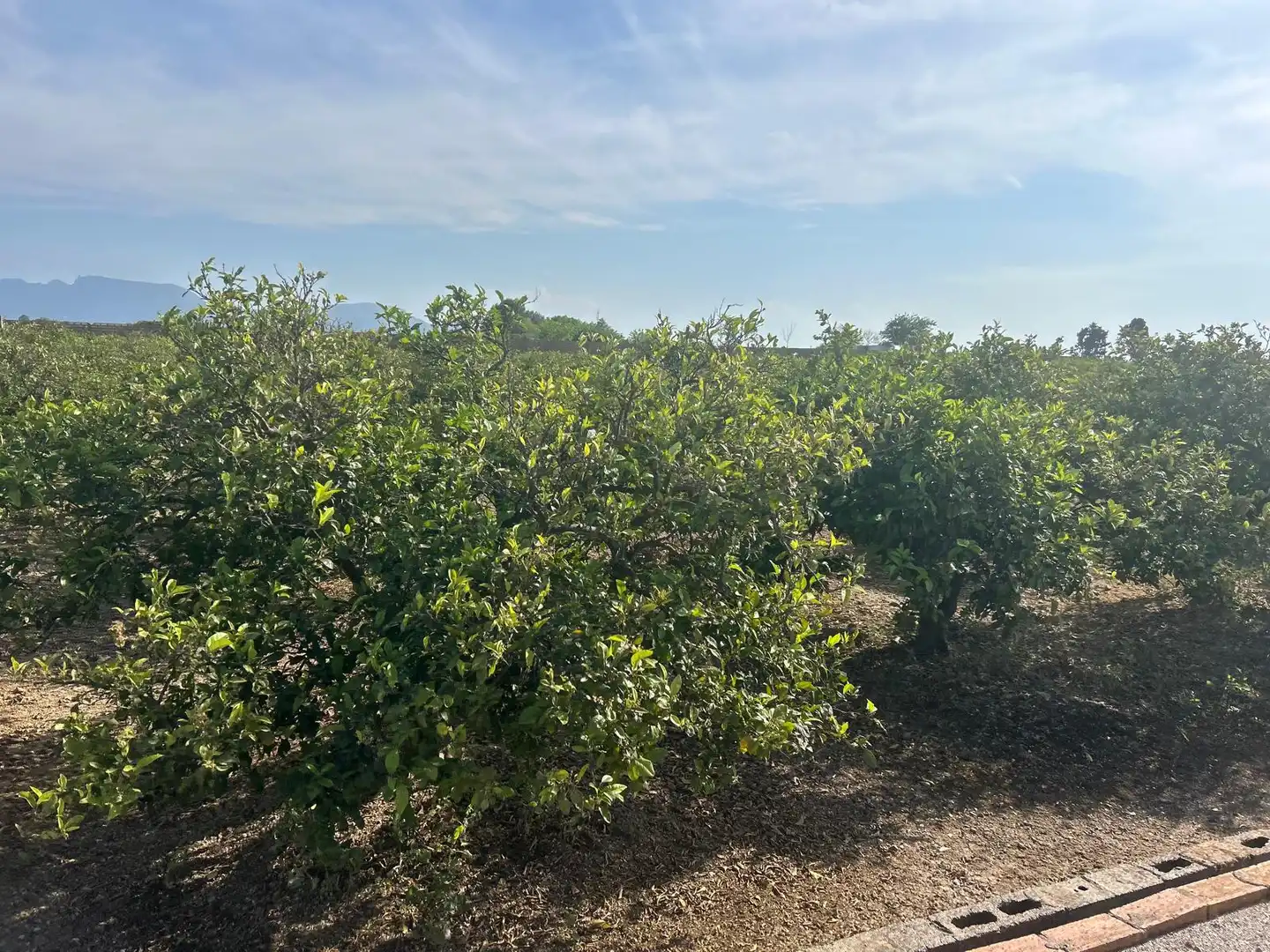 Rural land for sale in Carrer del Pou, imagen 8