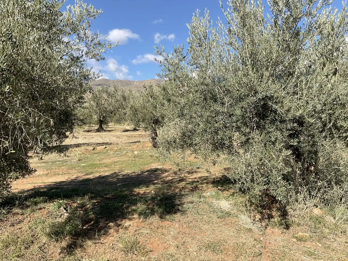 Land for sale in Padules