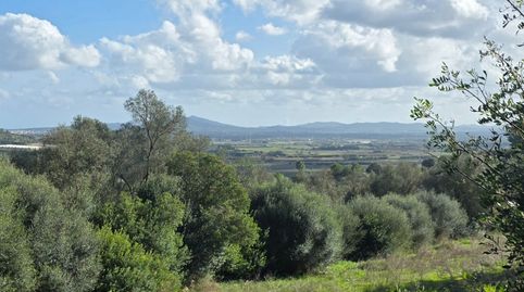 Finca Exclusiva en Petra: Caseta anterior a 1956 y privacidad total, imatge 5