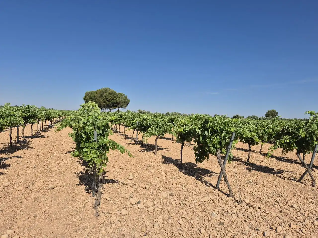Terreno rustico in vendita a Las Colinas, imagen 32