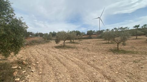 Finca de olivos cerca de Padul, immagine 5