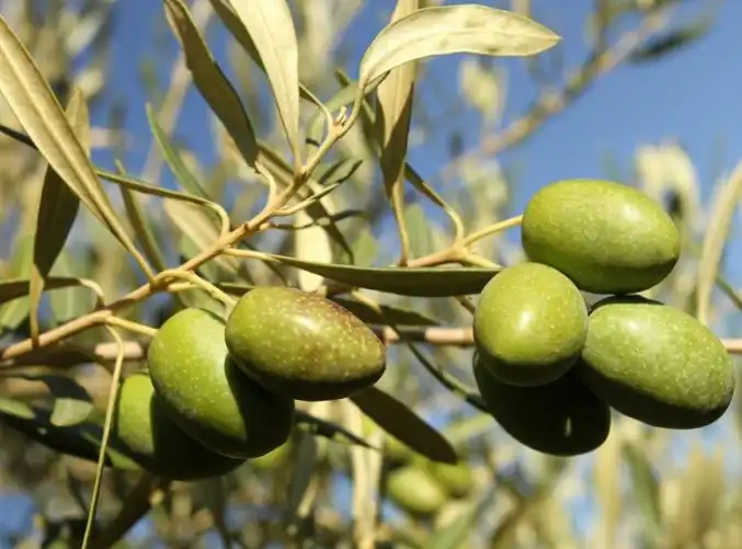 Garten von Grundstücke zur Miete in Totana
