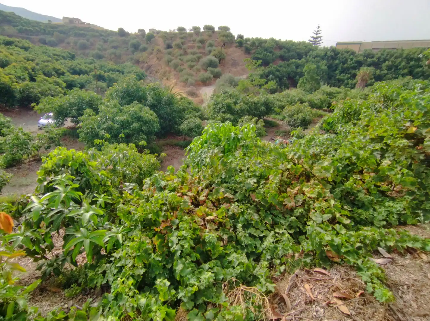 Terreno rustico in vendita a Diseminado Real Alto, imagen 14