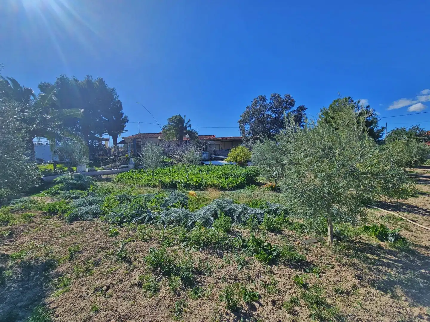 Jardín de Finca rústica en venta en Alicante / Alacant
