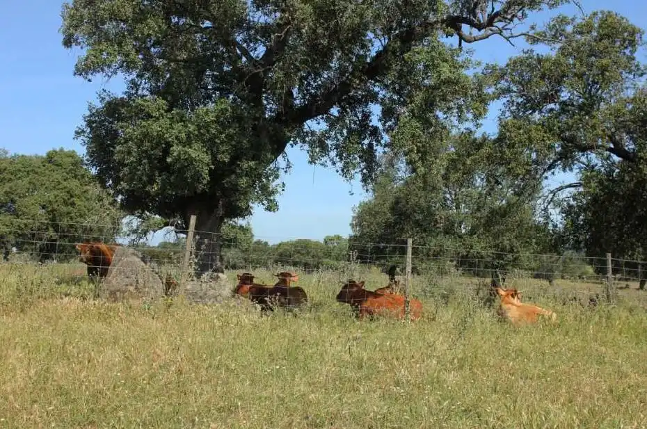Terreni e lotti in vendita a Carretera de Sevilla - Los Montitos, imagen 4