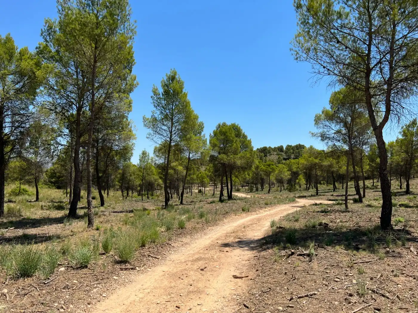 Terreno en venta en Férez