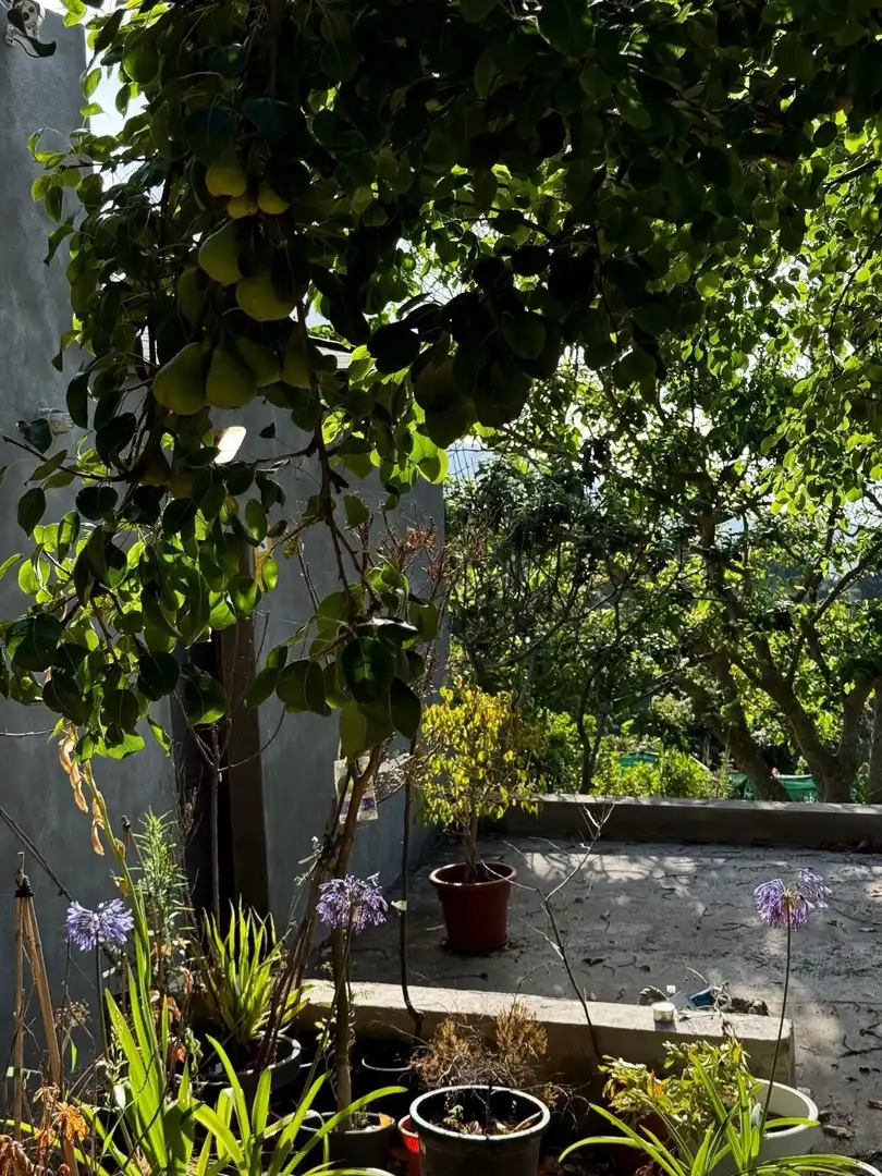 Country homes for sale in El Bebedero - Pinolere - Aguamansa
