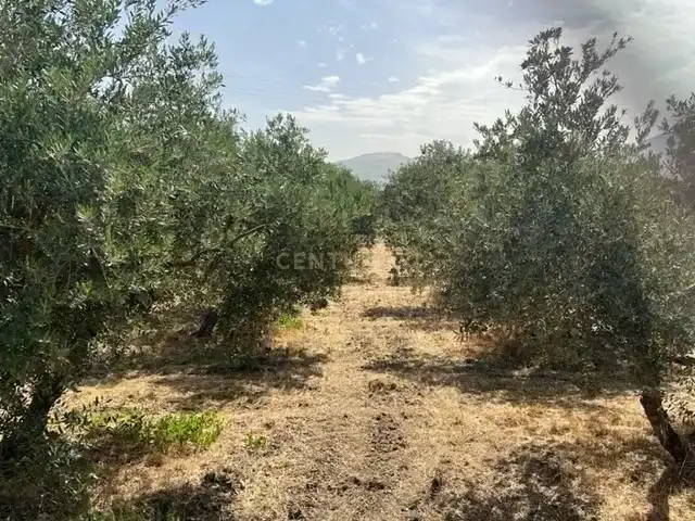 Terreno rustico in vendita a JUEVES POR LA MAQANA POLIGONO 3