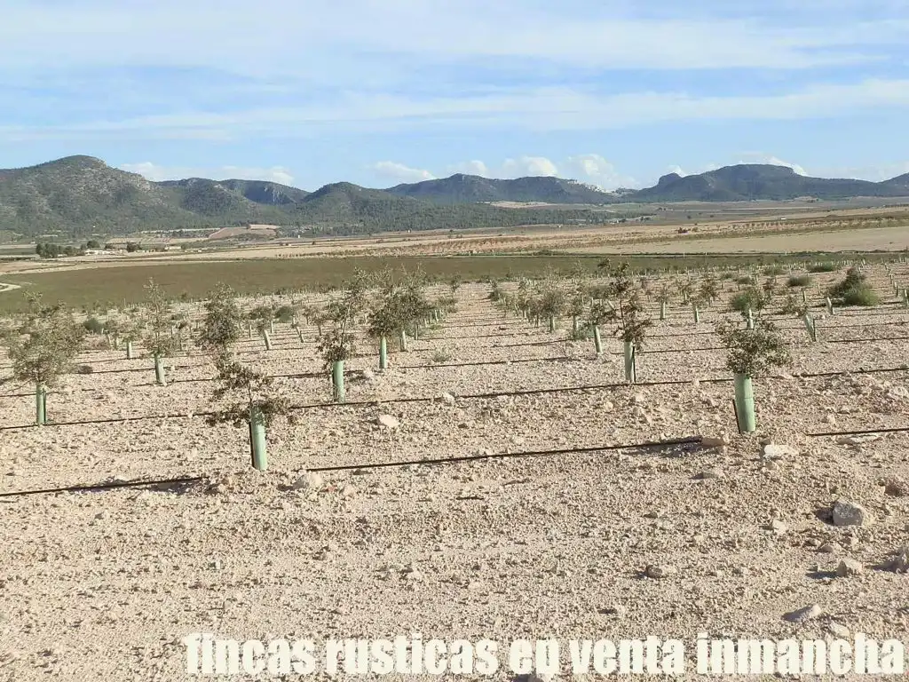 Rustikales Grundstück zum Verkauf in Jumilla, imagen 11