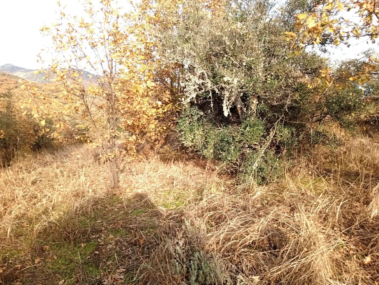 Terreni e lotti in vendita a Viandar de la Vera, imagen 44