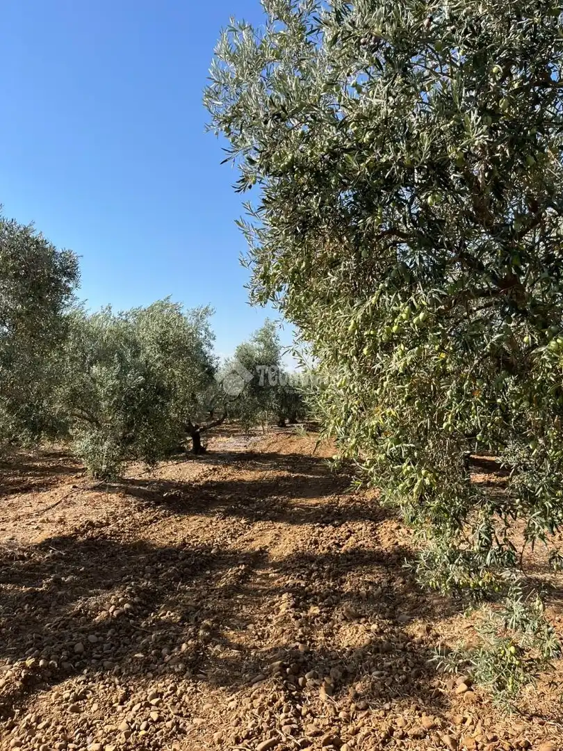 Maison rustique à vendre à Carmona, imagen 19