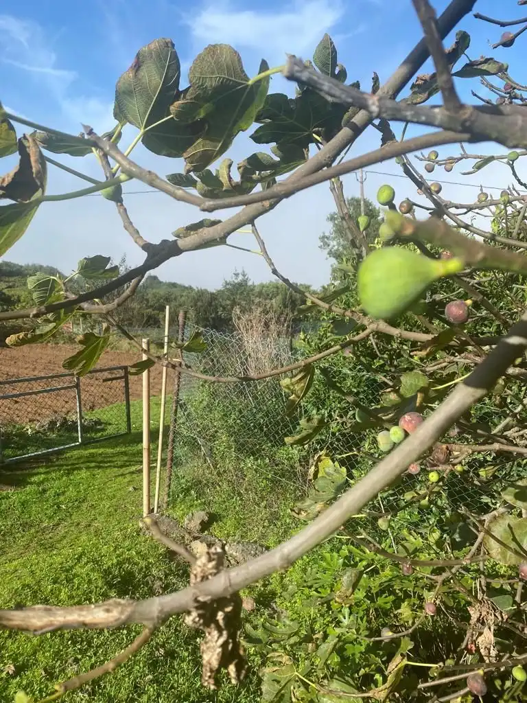 Terreny en venda en Icod de los Vinos
