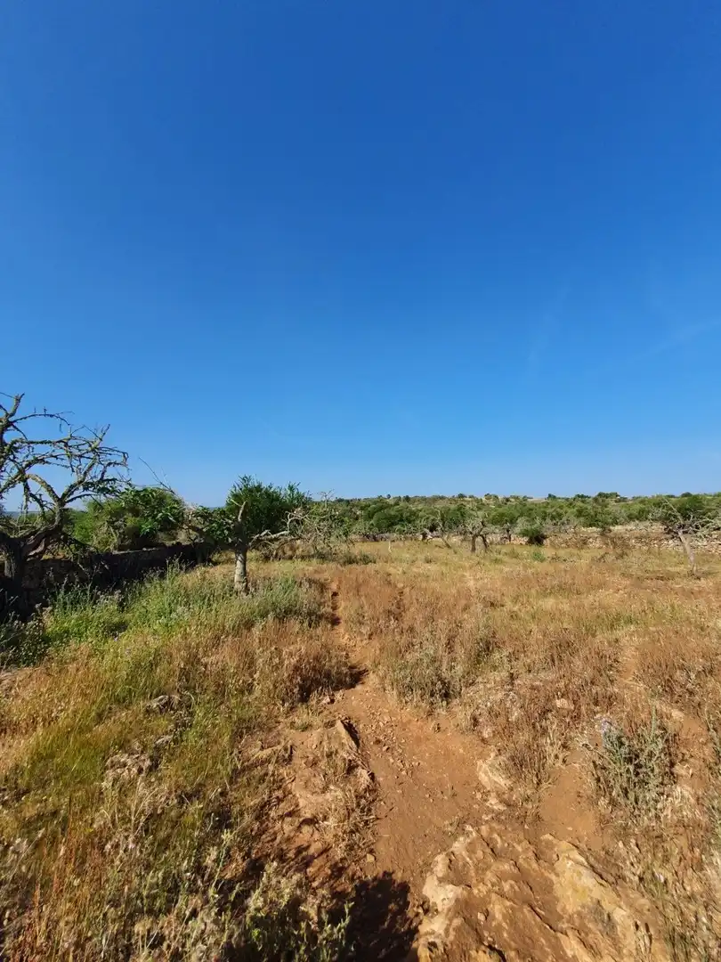 Finca rústica en venda en Santa Margalida