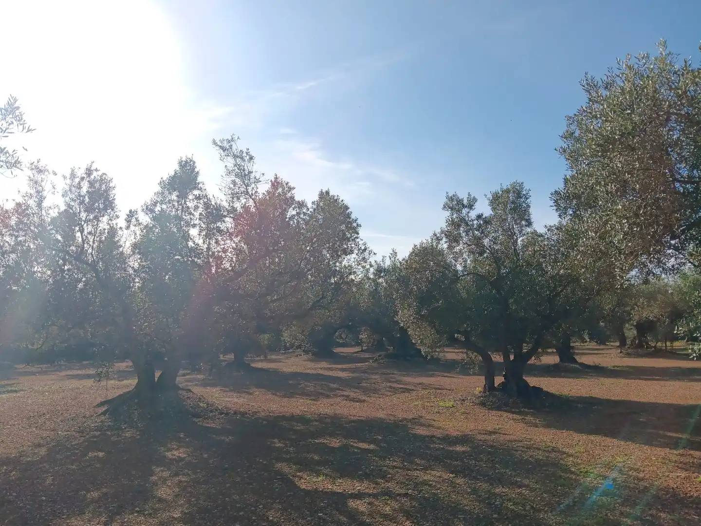 Lands and plots for sale in Roquetes, imagen 12