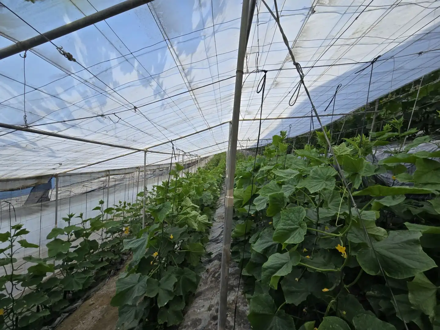 Garten von Grundstücke zum Verkauf in Rubite