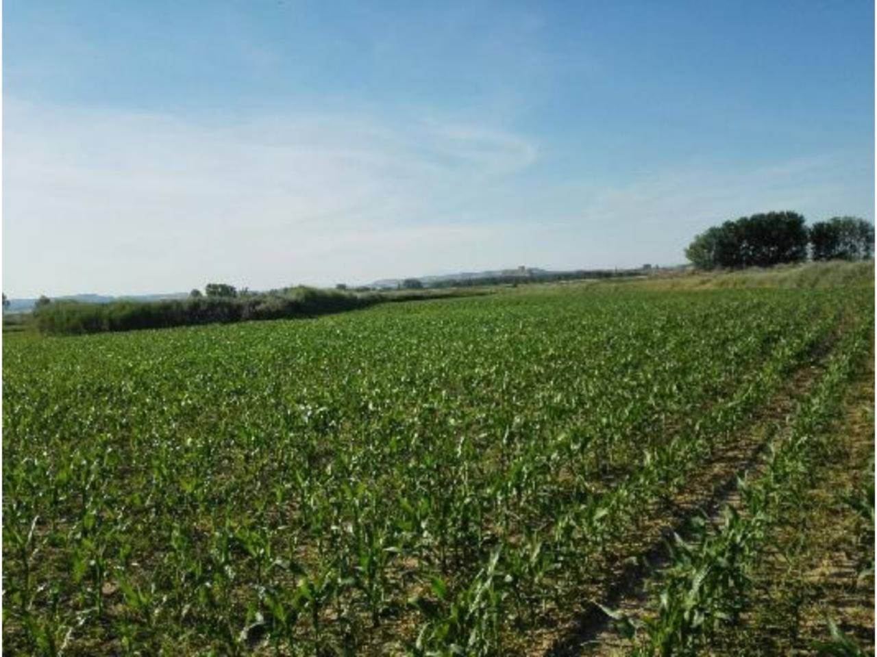 Land for sale in Alberuela de Tubo