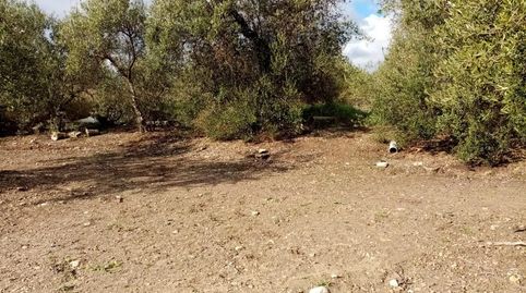 FINCA DE OLIVOS, imagen 4