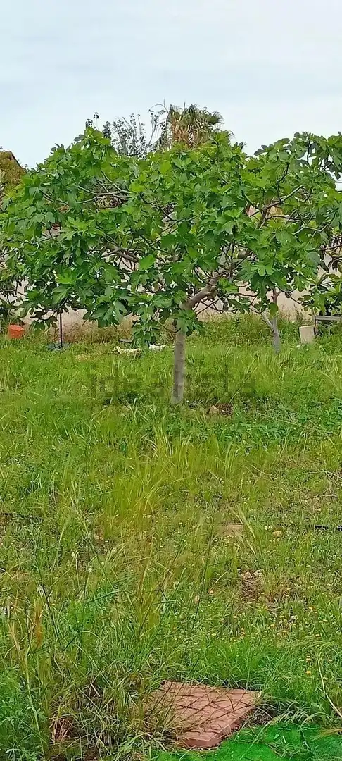 Terreno residenziale in vendita a La Huerta, imagen 9