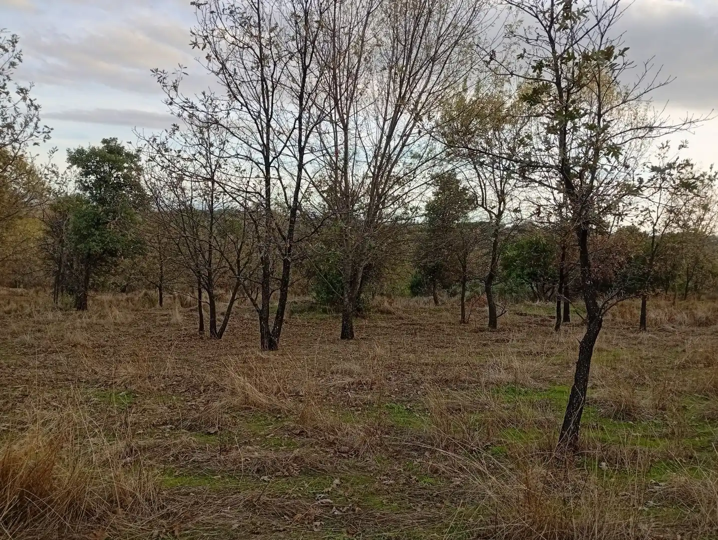 Terreni e lotti in vendita a Villanueva de la Vera, imagen 65